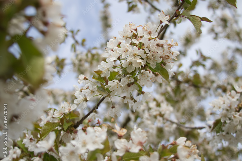Branch of cherry blossoms in early spring close up Branch of cherry blossoms in early spring close up