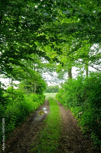 Narrow dirt road through green fields in the spring forest