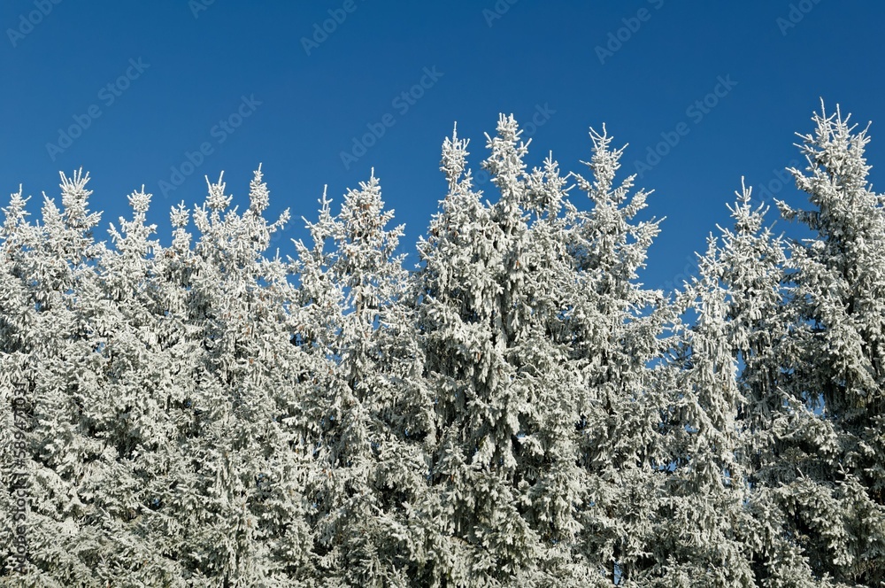 Low angle shot of beautiful tree branches covered in white snow under a blue sky Low angle shot of beautiful tree branches covered in white snow under a blue sky
