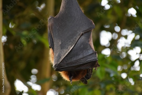 Closeup of a huge scary black and brown bat in a forest