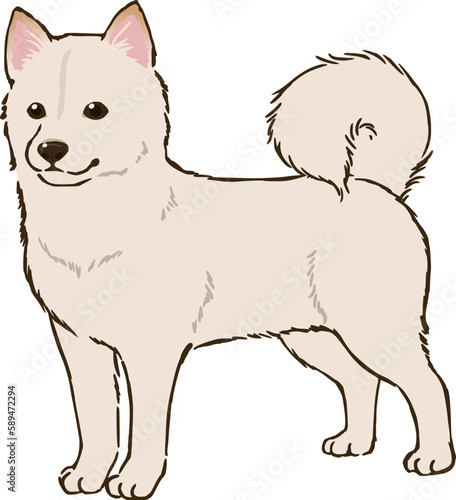 柴犬（白柴）