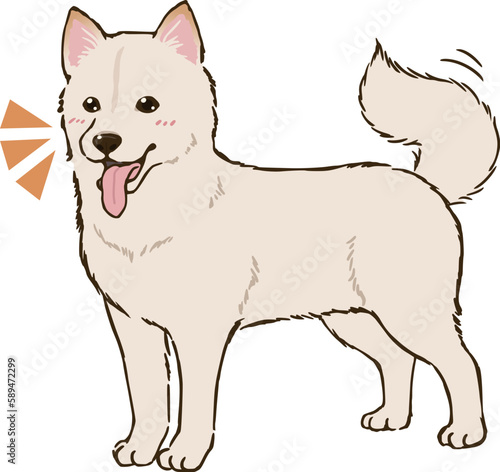 喜ぶ柴犬（白柴）