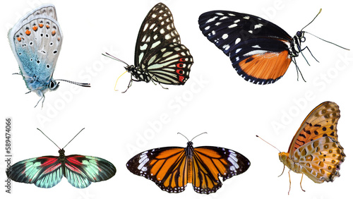 set of colourful butterflies on transparent background  © nazim