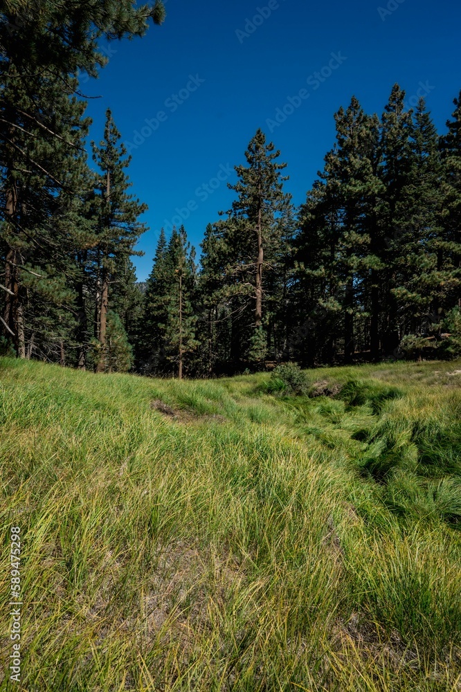 Vertical shot of a beautiful forest in California, USA Vertical shot of a beautiful forest in California, USA