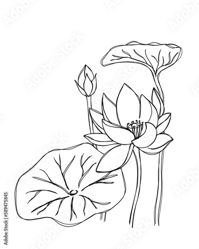 lotus line art vector