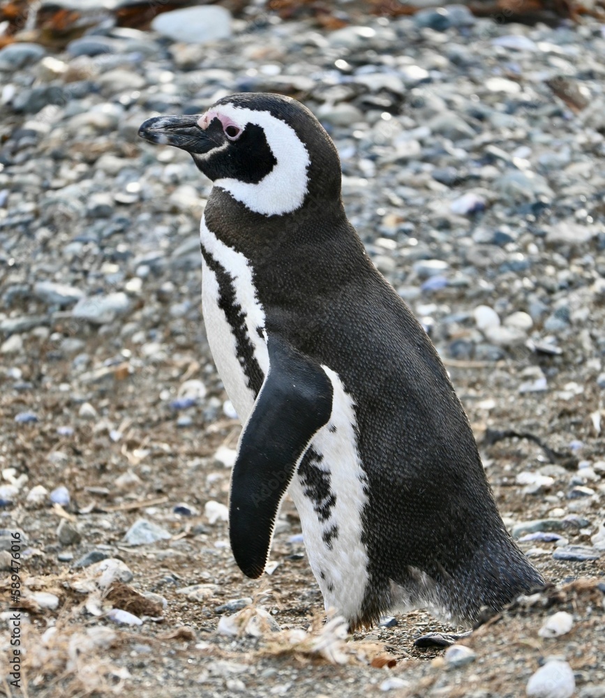 Fototapeta premium Vertical shot of an African Penguin (Spheniscus demersus) standing in a field in Chile