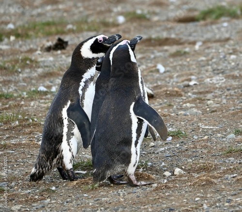 Closeup of African Penguins (Spheniscus demersus) standing in a field in Chile