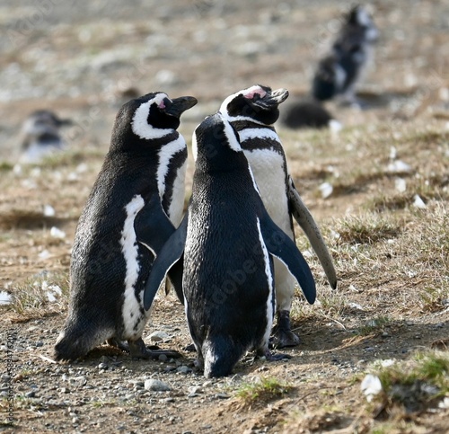 Fototapeta Naklejka Na Ścianę i Meble -  Closeup of African Penguins (Spheniscus demersus) standing in a field in Chile