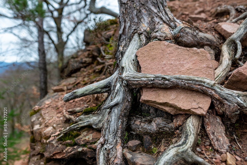 Tree trunk with roots and a red rock Tree trunk with roots and a red rock