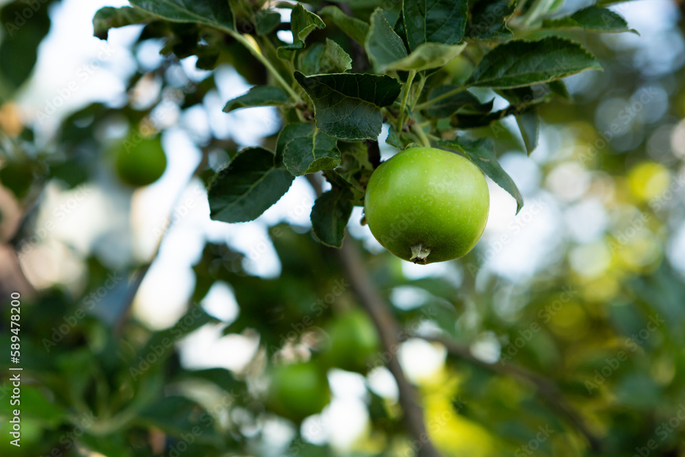 One green apple fruit on branch in garden growing food
