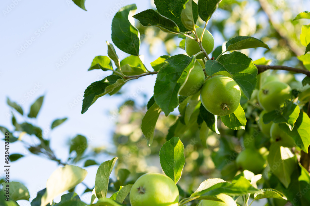 Growing green apple fruit on branch in garden organic food