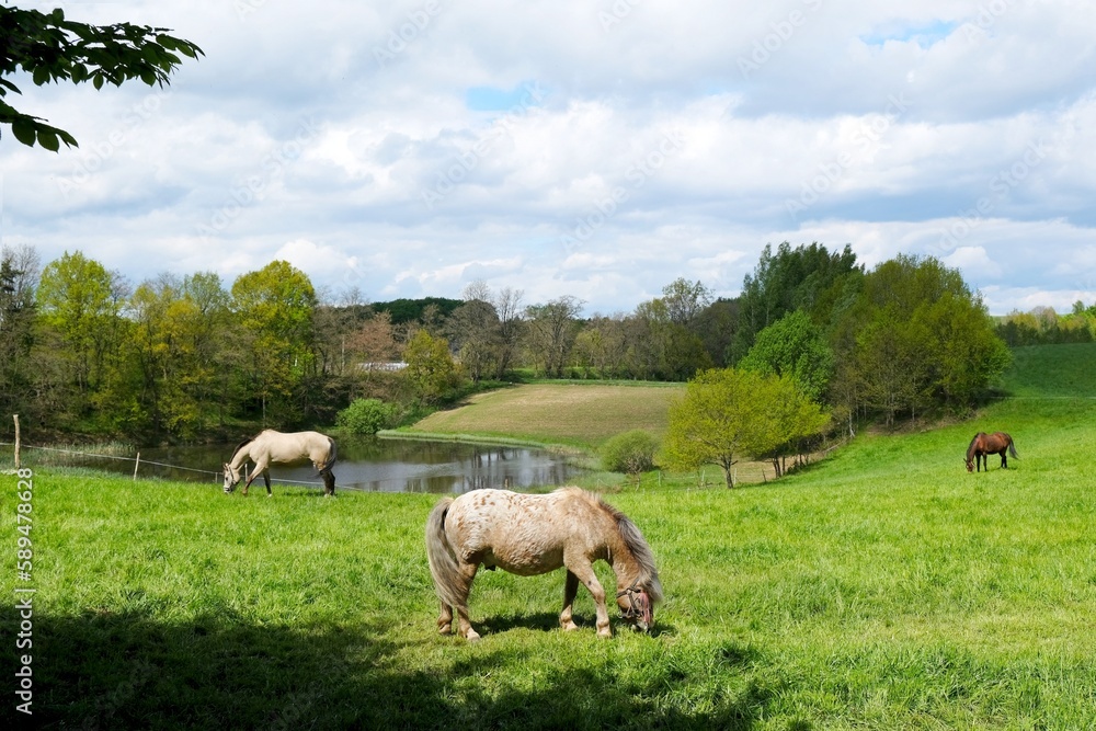 Bright cream horses graze on a green meadow Bright cream horses graze on a green meadow