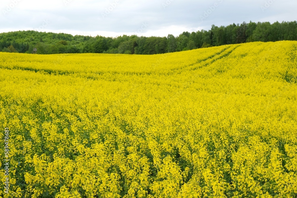 Beautiful yellow blooming rapeseed fields on Kashubia, around Bytow, Poland.