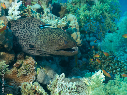 White eyed moray eel at the bottom of the Red sea in Egypt © Victoria