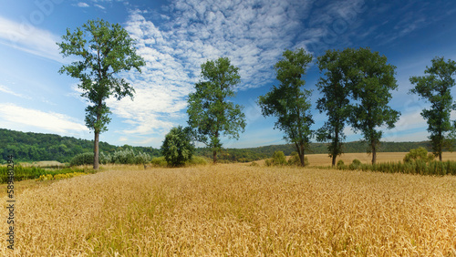 Yellow harvest wheat field. Beautiful rural scene. High green trees and forest on the horizon.