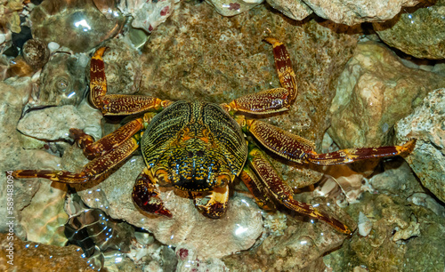Coastal crab hides among stones and sand in the coastal reef zone in the Red Sea