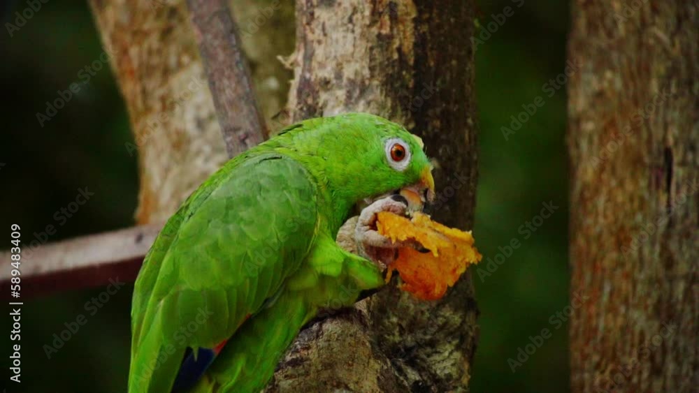 Great Green Macaw Eating While Perching On A Tree - close up Great Green Macaw Eating While Perching On A Tree - close up