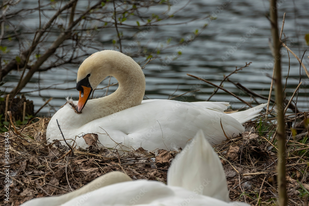 Fototapeta premium Swan