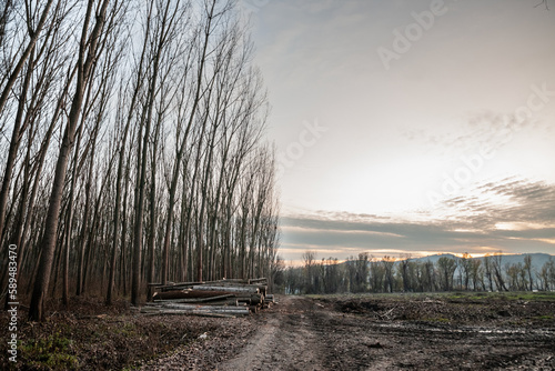Panorama of a serbian logging camp, a lumber site in a forest in Ivanovo, used to exploit wood resources, cut trees and produce forestry goods.