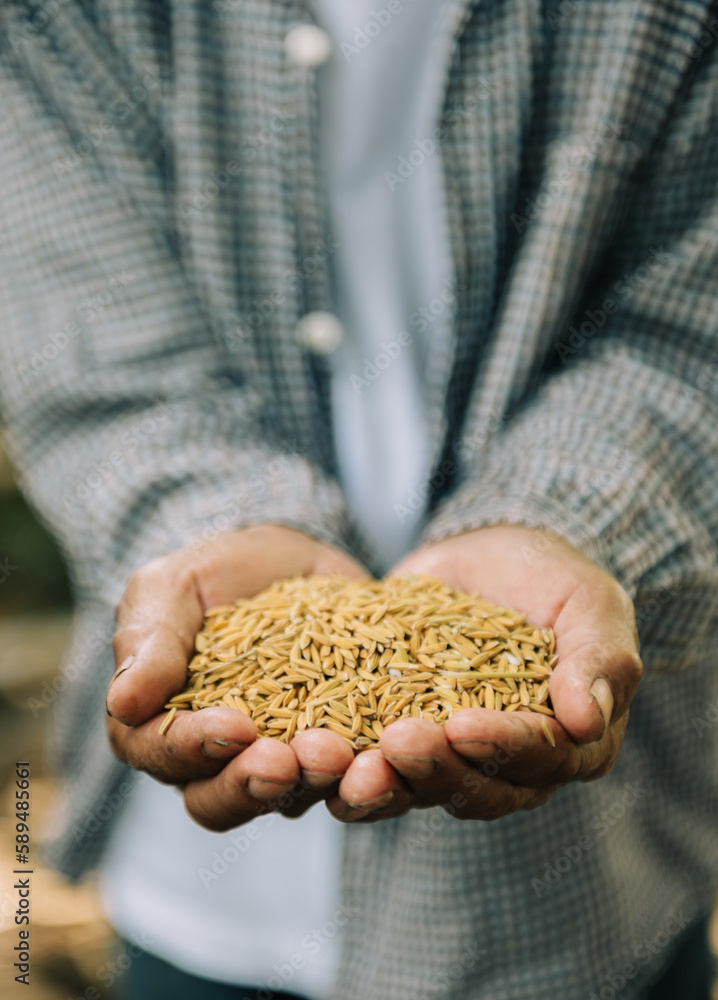 Close up hand holding on seed ,Seeding,Seedling,Agriculture. rice seed in sun light Close up hand holding on seed ,Seeding,Seedling,Agriculture. rice seed in sun light