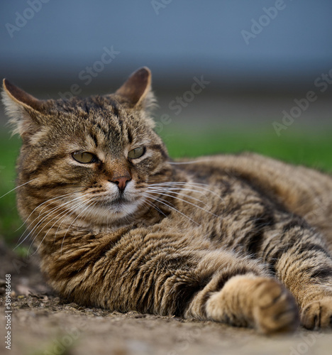 An adult gray cat lies on the ground and rests
