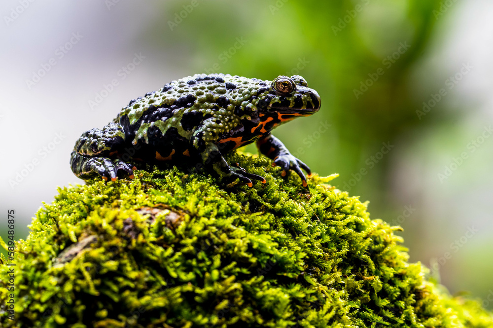 The firebellied toads are a group of six species of small frogs