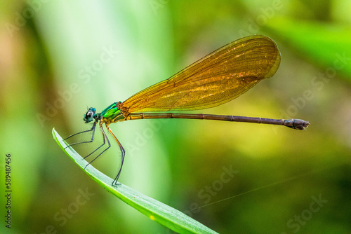 Damselflies are insects in the order Odonata.[1] They are similar to dragonflies, but are in a separate suborder, the Zygoptera