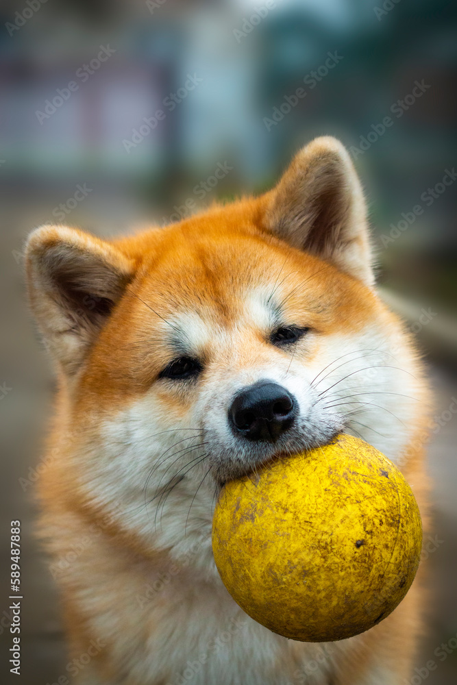 Akita dog holds dirty yellow ball