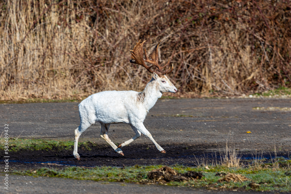 Obraz premium Weißer Hirsch.