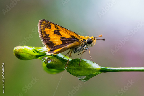 Skippers are a group of butterflies placed in the family Hesperiidae within the order Lepidoptera (moths and butterflies)