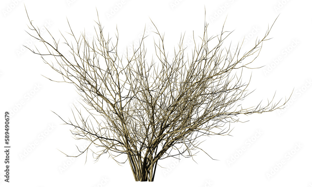 dry desert bush, isolated on transparent background