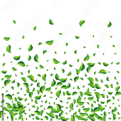 Lime Leaves Realistic Vector White Background.