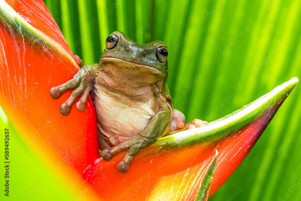 The Australian green tree frog (Ranoidea caerulea), also known as simply green tree frog in