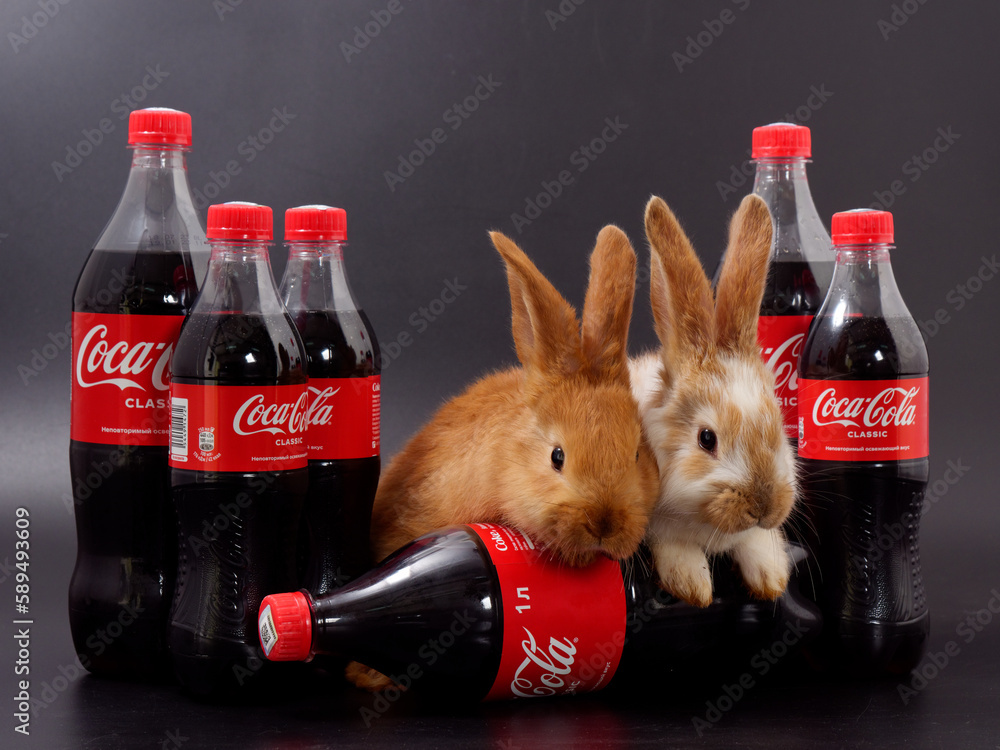 Gomel, BELARUS - April 6, 2023: Rabbit symbol of the year and Coca Cola ...