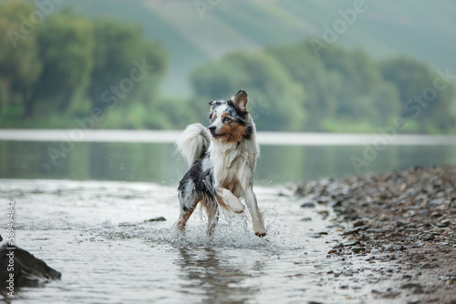 Photography The dog runs on the water
