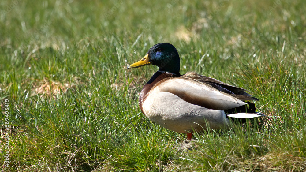 Obraz premium Mallard duck, colorful cute duck with green grass on shore. 