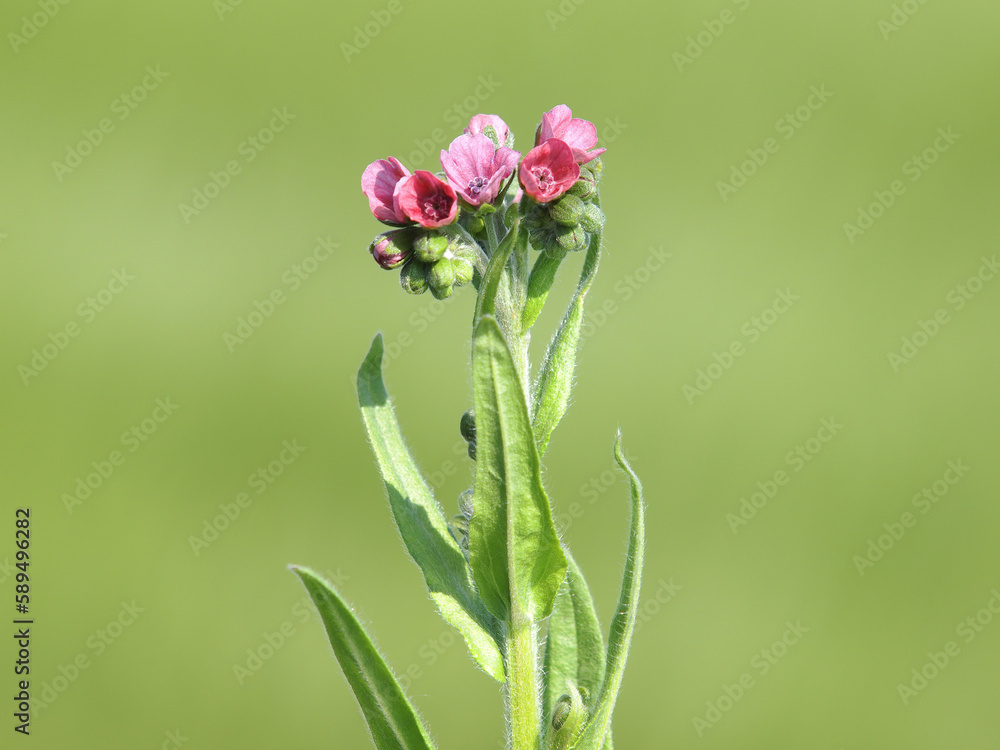 Fototapeta premium Houndstongue plant with pink flowers, Cynoglossum officinale