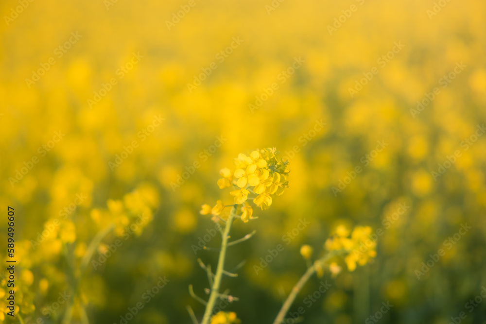 Field of rape blossoms in full bloom. Spring materials. Emotional pictures. Field of rape blossoms in full bloom. Spring materials. Emotional pictures.
