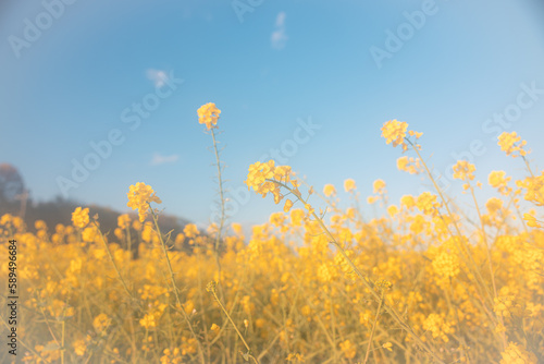 Field of rape blossoms in full bloom. Spring materials. Emotional pictures.