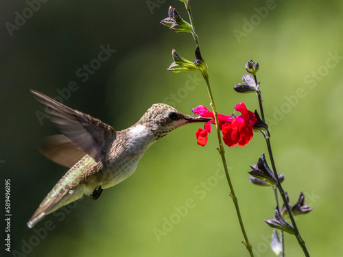 An adult female black-chinned hummingbird (Arcgilochus alexandri), Madera Canyon, southern Arizona, Arizona photo