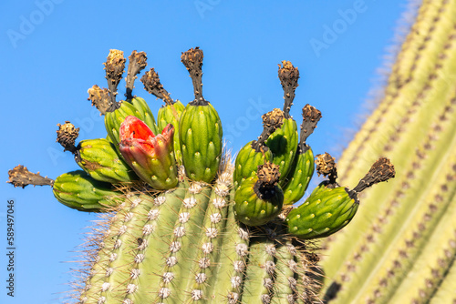 Fruiting saguaro cactus (Carnegiea gigantea), in bloom in June, Sweetwater Preserve, Tucson, Arizona photo