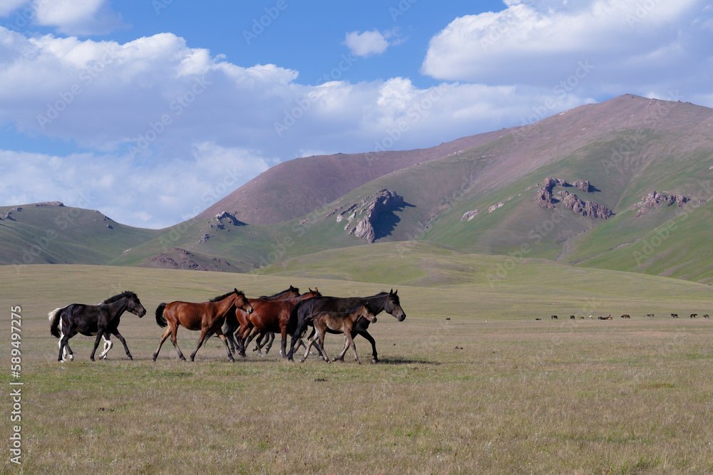 Horses running in the steppe near Song Kol Lake, Naryn Province, Kyrgyzstan Horses running in the steppe near Song Kol Lake, Naryn Province, Kyrgyzstan