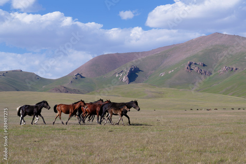 Wallpaper Mural Horses running in the steppe near Song Kol Lake, Naryn Province, Kyrgyzstan Torontodigital.ca