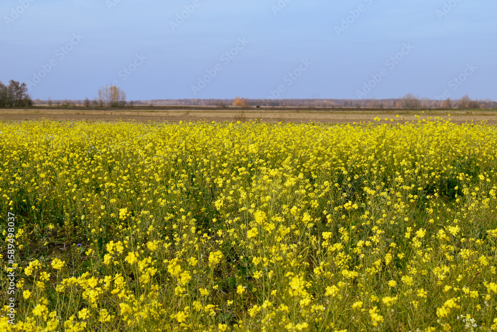 Obraz premium rapeseed field in spring