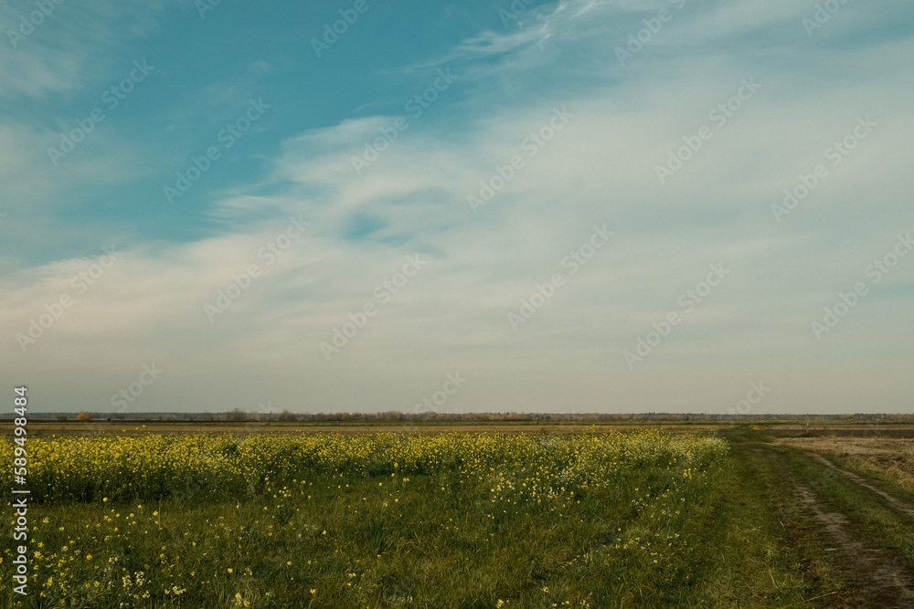 field and sky