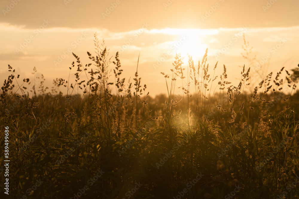 Fototapeta premium Wild golden yellow grasses at sunset. Macro image, shallow depth of field.