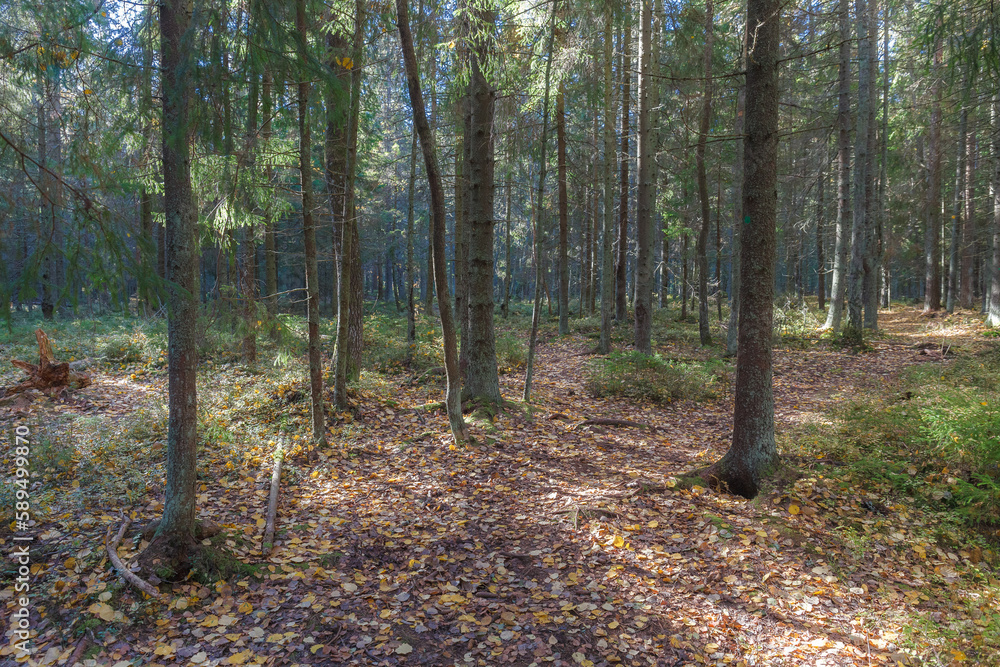 Sunlit evergreen forest. Mossy bottom, conifer tree trunks and branches. Sunlit evergreen forest. Mossy bottom, conifer tree trunks and branches.