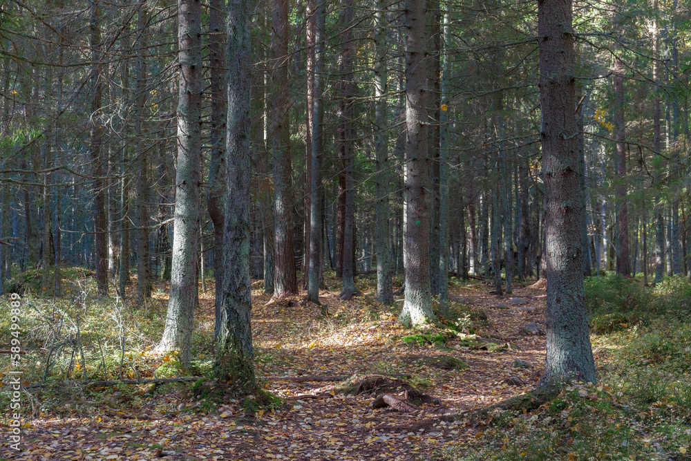 Sunlit evergreen forest. Mossy bottom, conifer tree trunks and branches. Sunlit evergreen forest. Mossy bottom, conifer tree trunks and branches.