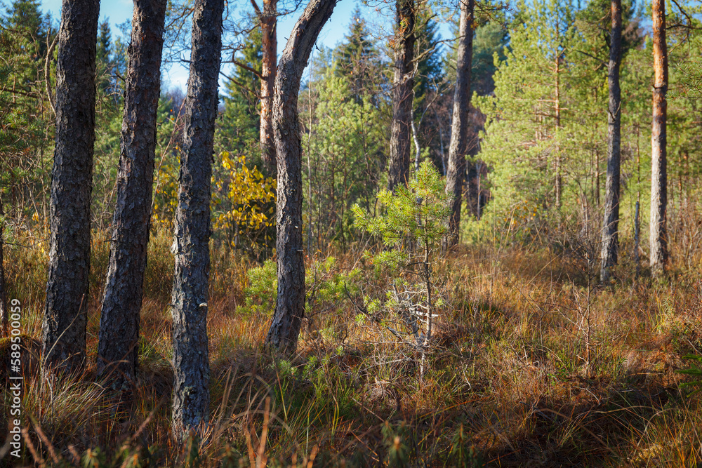 Fototapeta premium Coniferous forest at fall season, sunny day