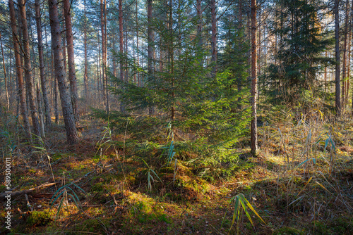 Coniferous forest at fall season, sunny day
